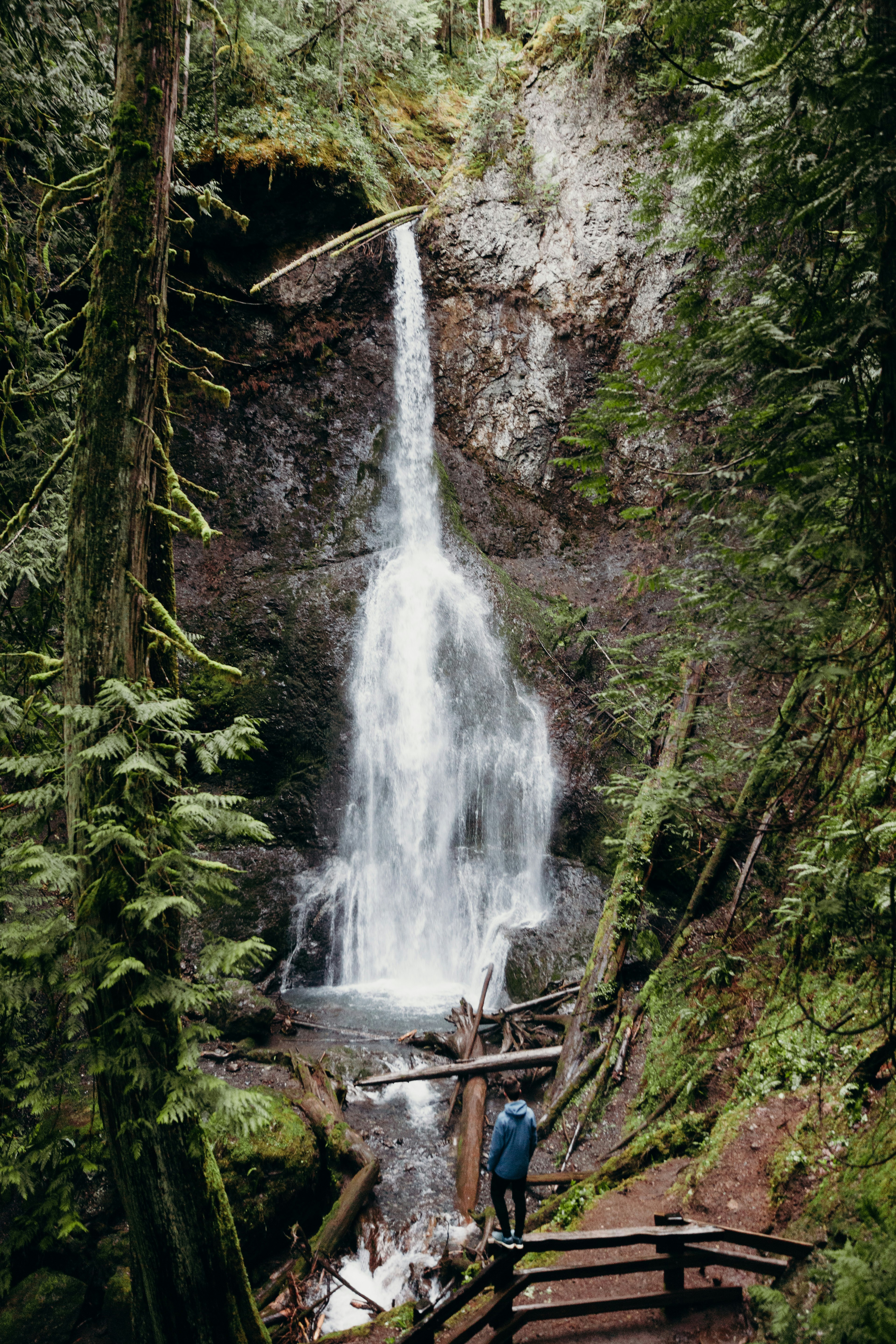 waterfalls in the middle of forest during daytime